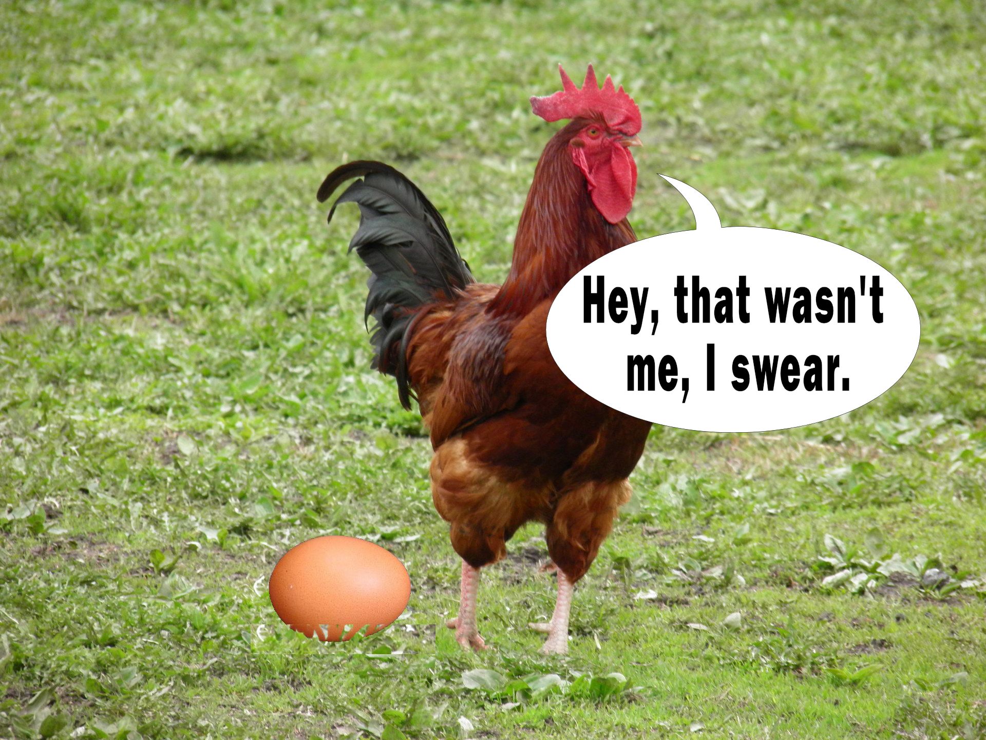 Bildergebnis für chickens about eggs