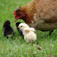 10 Benefits of Keeping Chickens