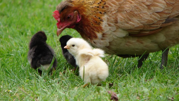 10 Benefits of Keeping Chickens