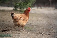 What To Check For When Buying Hens