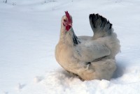 Advice for Keeping Chickens In Winter
