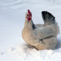 Advice for Keeping Chickens In Winter