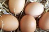 Selling Eggs in the UK – What You Need To Know