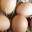 Selling Eggs in the UK – What You Need To Know