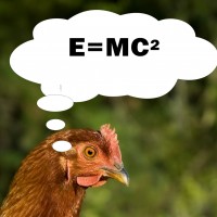 The surprising intelligence of chickens