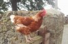 What are the best chicken breeds to keep at home?