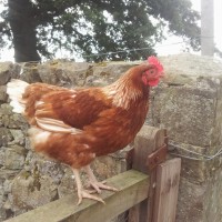 What are the best chicken breeds to keep at home?