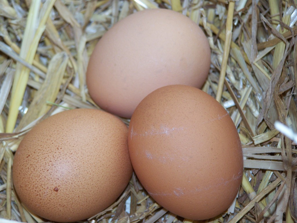 How to get chickens to lay eggs in nesting box