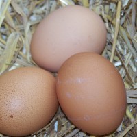 How To Get Chickens to Lay Eggs in the Nesting Box