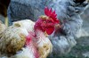 Go On, Give a Home to a Rescue Chicken