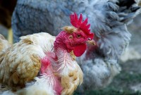 Go On, Give a Home to a Rescue Chicken