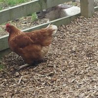 Common Chicken Illnesses and What to Look For