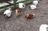 Protecting Garden Chickens From Bird Flu