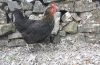 10 Most Popular Types of Backyard Chickens